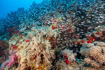 Egypt, Sharm El Sheikh, Pigmy Sweeper (Parapriacanthus ransonneti), Glassfish