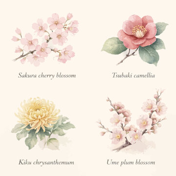 Elegant vintage watercolor botanical illustration set featuring Sakura cherry blossom, Tsubaki camellia, Kiku chrysanthemum, and Ume plum blossom&mdash;traditional Japanese flowers on textured parchment bac