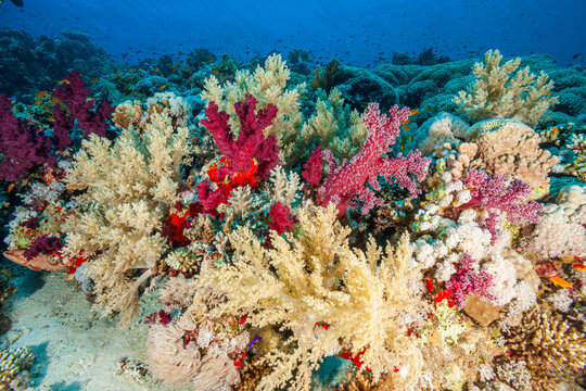 Egypt, Sharm El Sheikh, Alcyonacea - Soft coral - Alcyonarian (Dendronephthya, sp.)