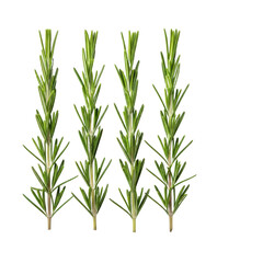 Obraz premium Fresh rosemary sprigs isolated On Transparent Background