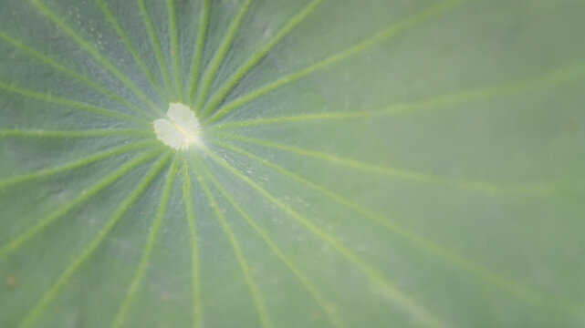 Radiant veins of a green tropical leaf