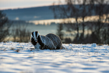Badger close up ( Meles meles ). Two animals fighting for prey. Winter nature scene. © Rudolf