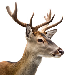 Naklejka premium Red Deer Stag Head Profile Isolated on White Background isolated on a transparent background