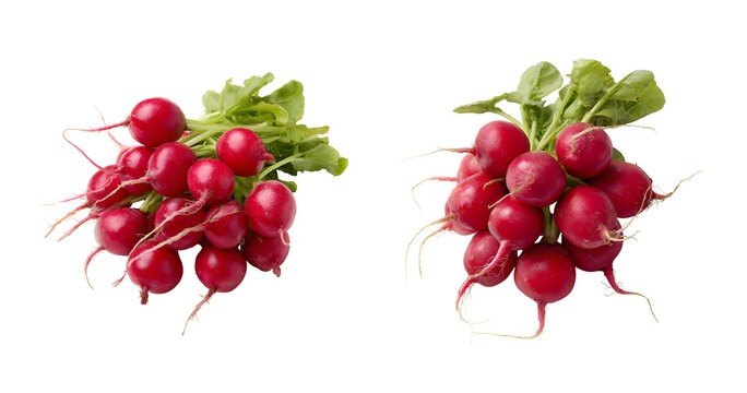 Fresh red radish bunch with green leafy top isolated on transparent background