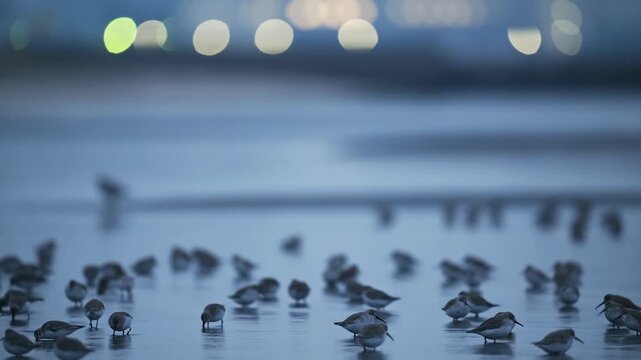 夜明け頃に採餌するハマシギの群れ (鳴き声あり)