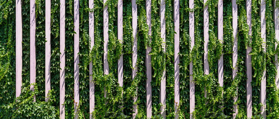 Vertical garden on a green wall. Environmentally friendly urban space