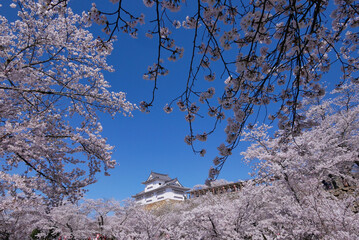 桜に包まれる津山城