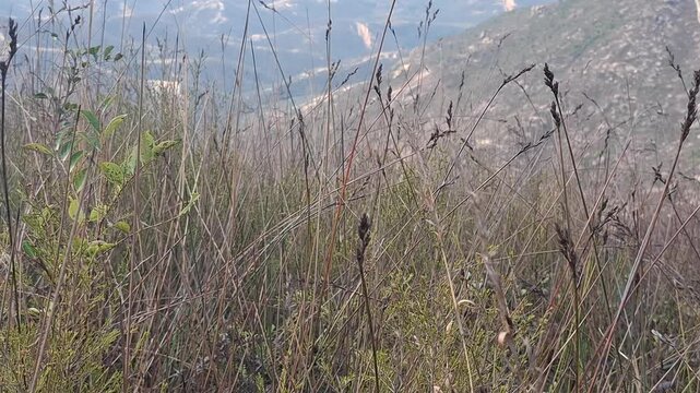 Wild mountain meadow grass dancing in soft wind, relaxing silent footage.