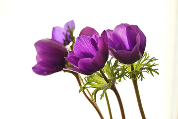 紫色のアネモネ