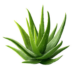 Fototapeta premium Dewy Aloe Vera Plant green succulent isolated on a transparent background