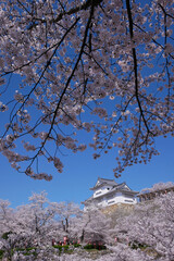 桜に包まれる津山城