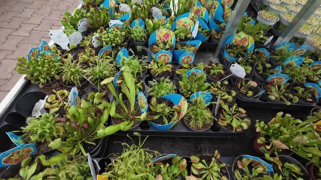 Top-down view of various carnivorous plants, including Venus flytraps and pitcher plants, displayed in small pots on retail shelving in a garden center warehouse.