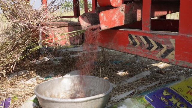 Agricultural Thresher Machine Separating Grain