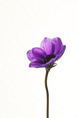 紫色のアネモネ