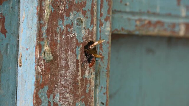 Rhynchium brunneum, a potter wasp, is building its nest in a hole in wood. It is found in Asia. Showing the insect and its nest entry. Insect activity.