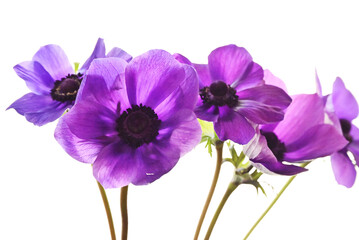 紫色のアネモネ