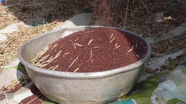 Mustard Harvested Grains Thresher Machine Post-Harvest Processing