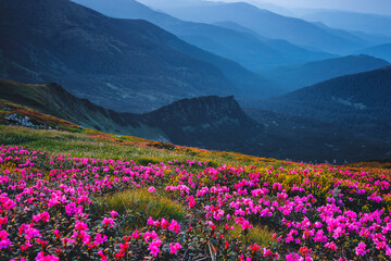 Fototapeta premium Bright flowers cover the hillside, where the mountains in the background fade into distant shades of blue, creating a serene scene. Discovery the beauty of earth.