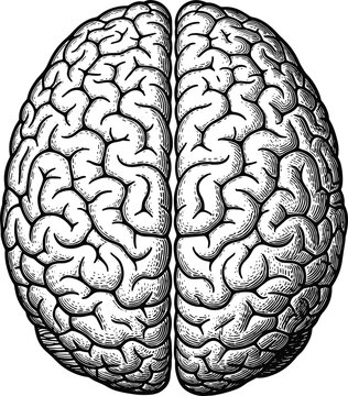 Human brain top view detailed engraving style black and white anatomical vector illustration isolated