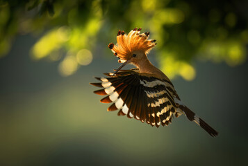 Eurasian hoopoe bird in early morning light ( Upupa epops ) © Piotr Krzeslak