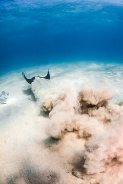 Sting ray swimming away in the sand on the Great Barrier Reef