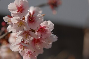 早咲きの桜、熱海緋桜が咲いている様子