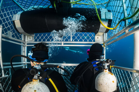 Cage diving with a Great White Shark at the Neptune Islands in South Australia