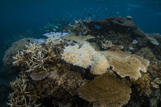 Coral Bleaching on the Great Barrier Reef