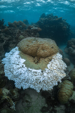 Coral Bleaching on the Great Barrier Reef