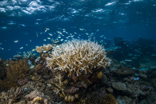 Coral Bleaching on the Great Barrier Reef