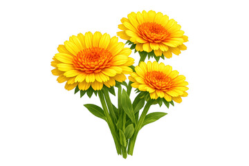 Obraz premium Three calendula flowers forming a small bouquet with bright yellow petals and striking orange centers, on a transparent background