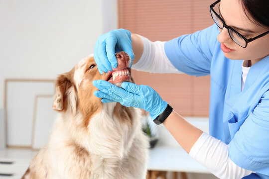 Female veterinarian brushing teeth of Australian Shepherd dog in clinic. Pet Dental Health Month