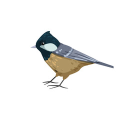 Vector illustration of a gray and yellow tit. © Marina