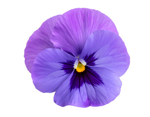 Close-up of a vibrant purple pansy flower isolated on a white background showcasing intricate details.