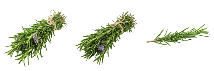 Set of Fresh Green Rosemary Sprigs PNG, Bundled Aromatic Culinary Herbs, Fragrant Kitchen Garden Graphics, Transparent Background PNG © Photo