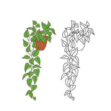 Line art potted house plant pothos clipart. Black and white vine in pot