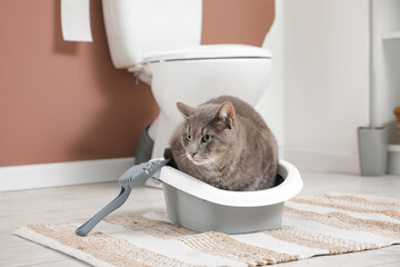 Cute cat using litter box in restroom