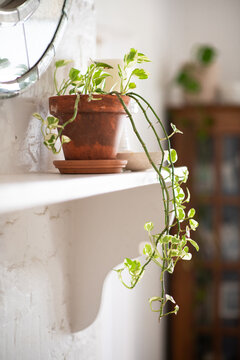 potted plant on a shelf
