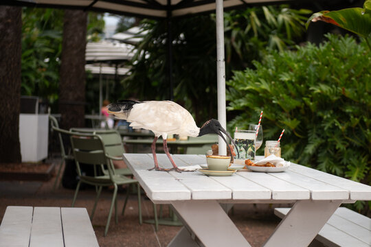 ibis on cafe restaurant table, eating a ham and cheese croissant