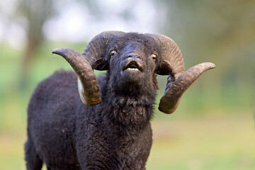 Expressive black ouessant ram with magnificent curved horns looking directly at the camera with an open mouth. A striking portrait of this powerful domestic animal in a natural setting. © erwin