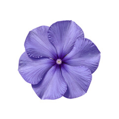 Single periwinkle flower with five petals on a white backdrop looks simple and elegant
