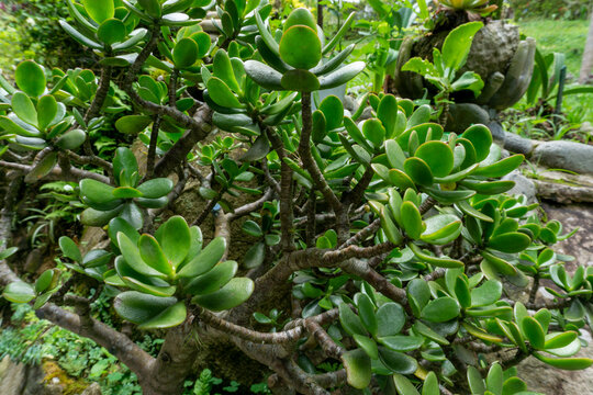Jade plant or Crassula ovata with thick green succulent leaves in a garden, lucky money tree growing outdoors, botanical photography for home and prosperity.