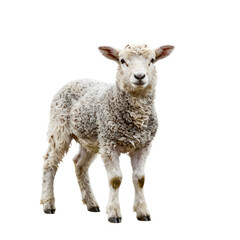 Fototapeta premium Fluffy lamb stands tall in a white scene looking directly at the viewer