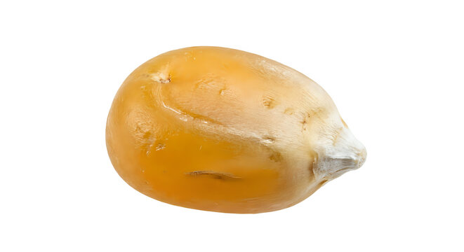Single dried corn kernel isolated on white background