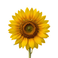 Fototapeta premium Radiant sunflower with vibrant yellow petals on a pristine white background