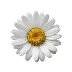 Isolated daisy flower with white petals and yellow center on white background