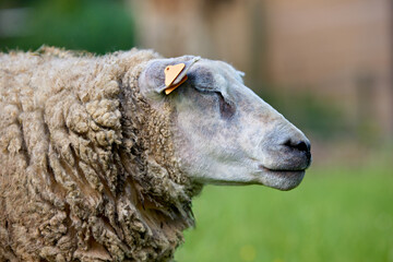 A peaceful sheep with a textured fleece and an ear tag stands calmly in a green field, eyes gently closed. Its serene expression conveys tranquility and rural life. © erwin