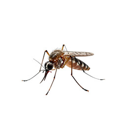 Close up of mosquito showing details like its piercing proboscis and patterned wings
