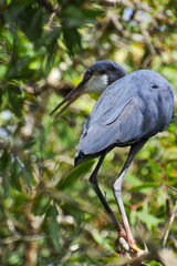 Fototapeta premium Aigrette dimorphe perchée dans un arbre