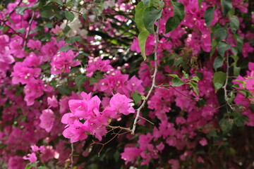 Branch of Vibrant Magenta Bougainvillea Flowers Blooming Outdoors with a Softly Blurred Floral...